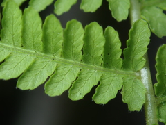Amauropelta beddomei