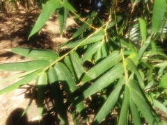 Bambusoideae