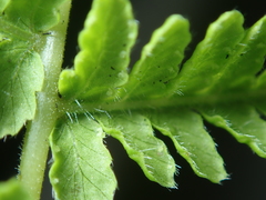 Amauropelta beddomei