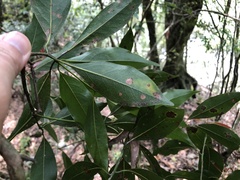 Beilschmiedia erythrophloia