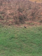 Acridotheres javanicus