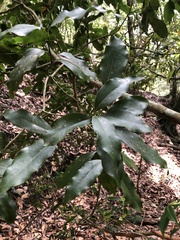 Beilschmiedia erythrophloia