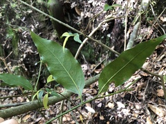 Beilschmiedia erythrophloia