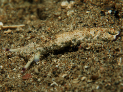 Plakobranchus ocellatus