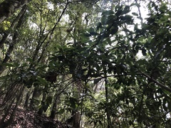 Beilschmiedia erythrophloia
