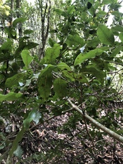 Beilschmiedia erythrophloia