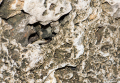 Emoia atrocostata