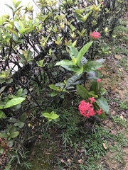 Ixora coccinea