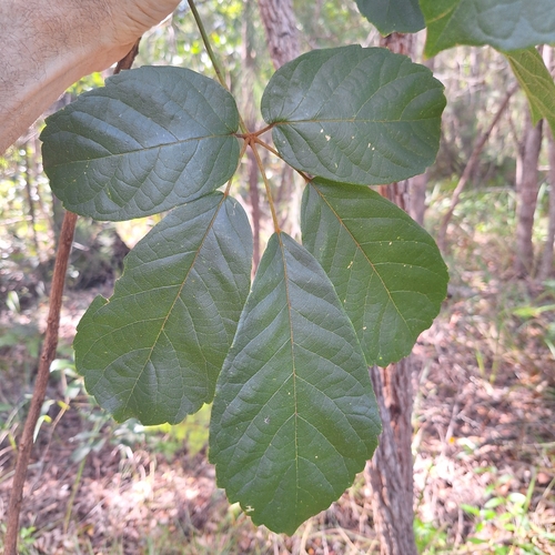 Handroanthus chrysotrichus (Mart. ex DC.) Mattos
