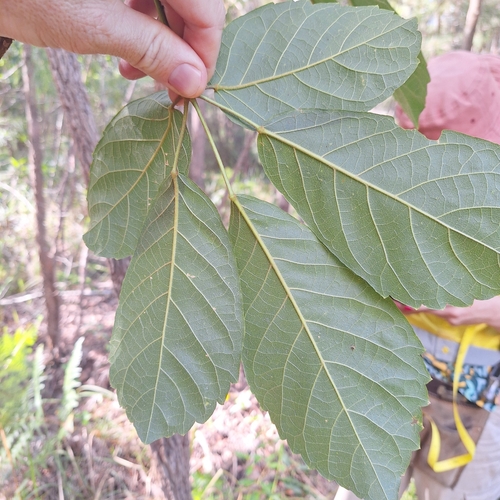Image of Handroanthus chrysotrichus by (c) Greg Tasney, some rights reserved (CC BY-SA)