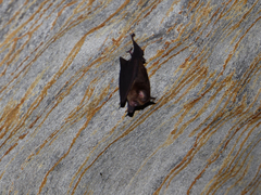 Hipposideros