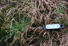 Fimbristylis dichotoma ochotensis