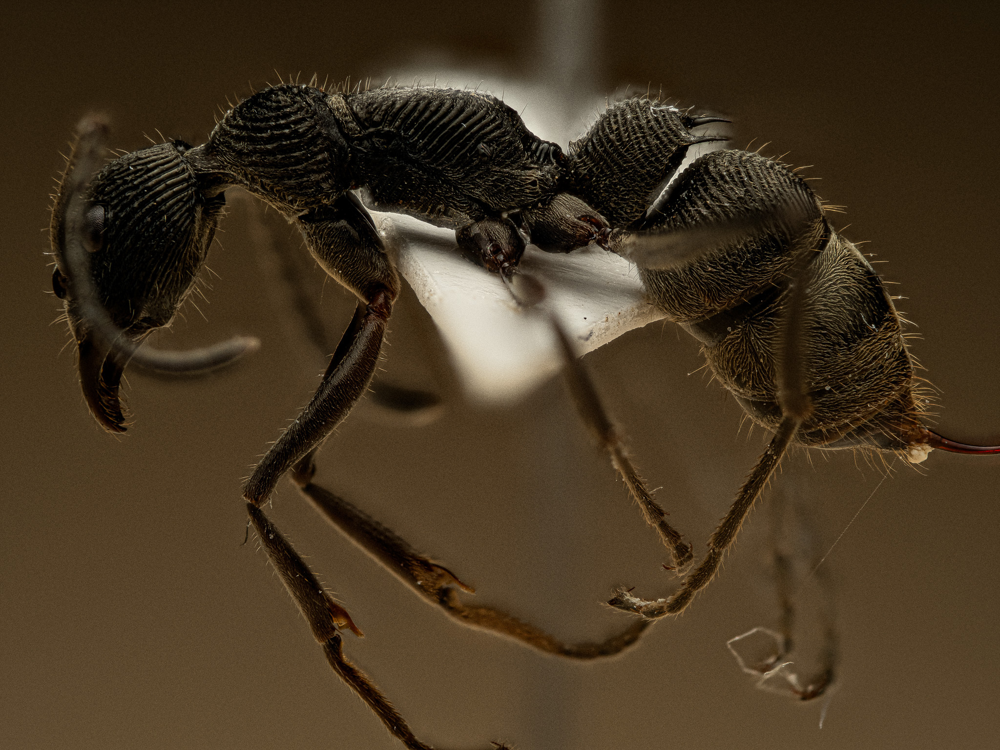 Diacamma brevistriatum