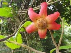 Uvaria grandiflora
