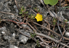 Portulaca psammotropha