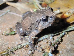 Yunnan Small Narrow-Mouthed Frog photo 3