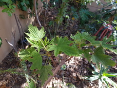 Pelargonium citronellum