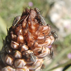 Horistus orientalis