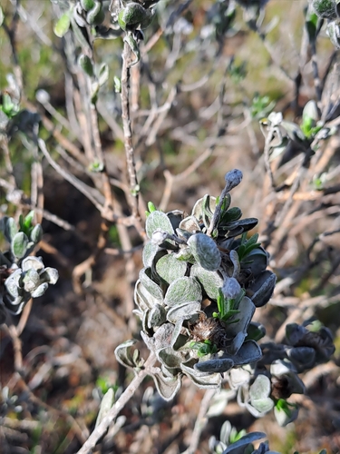 Image of Oedera spathulifolia by (c) Eugene Hahndiek, some rights reserved (CC BY-SA)