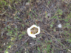 Calochortus superbus