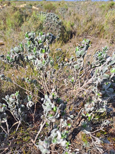 Image of Oedera spathulifolia by (c) Eugene Hahndiek, some rights reserved (CC BY-SA)