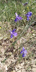 Delphinium consolida