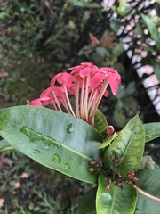 Ixora coccinea