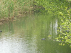 Fulica atra