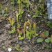 Ophioglossum thermale - Photo (c) Оlga Сhernyagina, algunos derechos reservados (CC BY-NC), subido por Оlga Сhernyagina