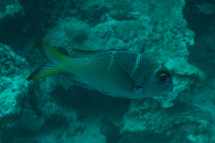 Monotaxis heterodon