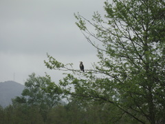 Phalacrocorax carbo