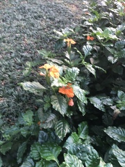 Crossandra infundibuliformis