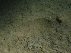Javan Flounder photo 4