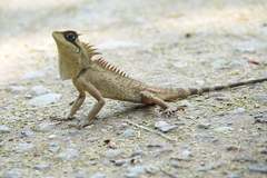 Natalia's Agama photo 5