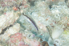 Asterropteryx striata