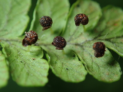 Dryopteris peranema