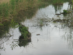 Myocastor coypus