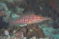 Oxycirrhites typus