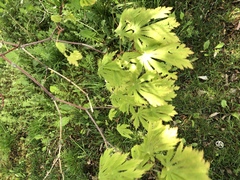 Acer japonicum