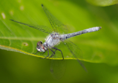 Nannothemis bella