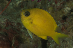 Chromis