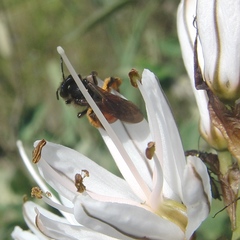 Andrena sardoa