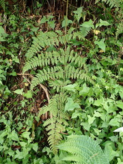 Dryopteris peranema
