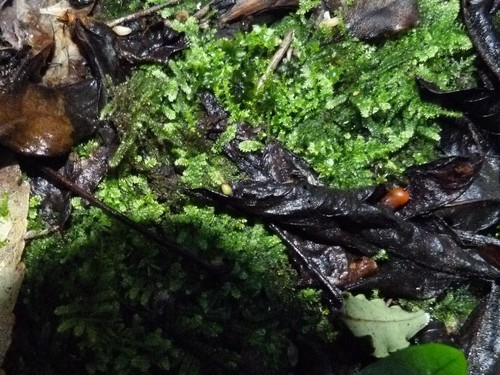 Image of Rhynchostegium tenuifolium by (c) Colin Meurk, some rights reserved (CC BY-SA)