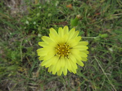 Pyrrhopappus pauciflorus