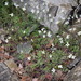Cardamine monteluccii - Photo (c) Giovanni Perico, some rights reserved (CC BY-NC), uploaded by Giovanni Perico