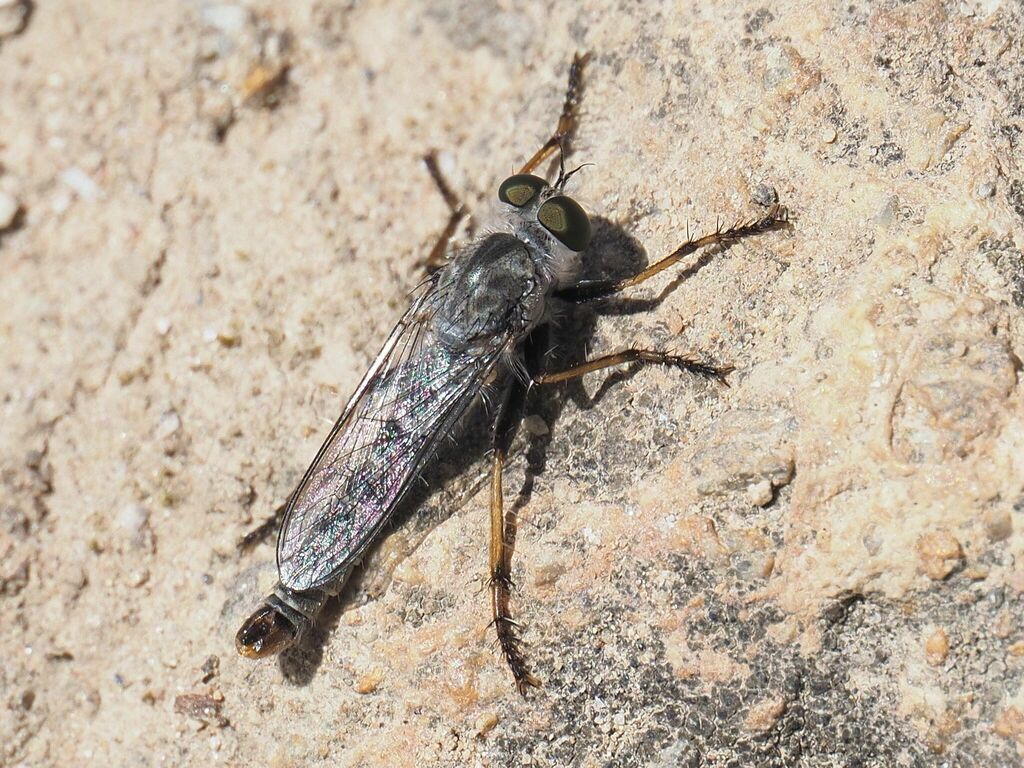 Cerdistus erythrurus