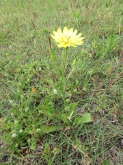 Pyrrhopappus pauciflorus