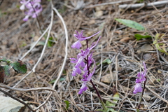 Orchis troodi