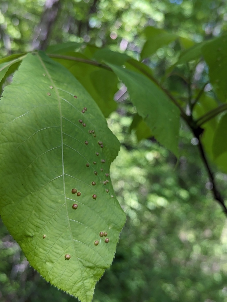 Phylloxera caryaefallax